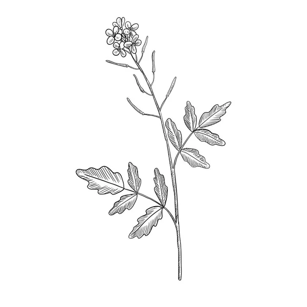 Векторний малюнок квітка водяної квітки — стоковий вектор