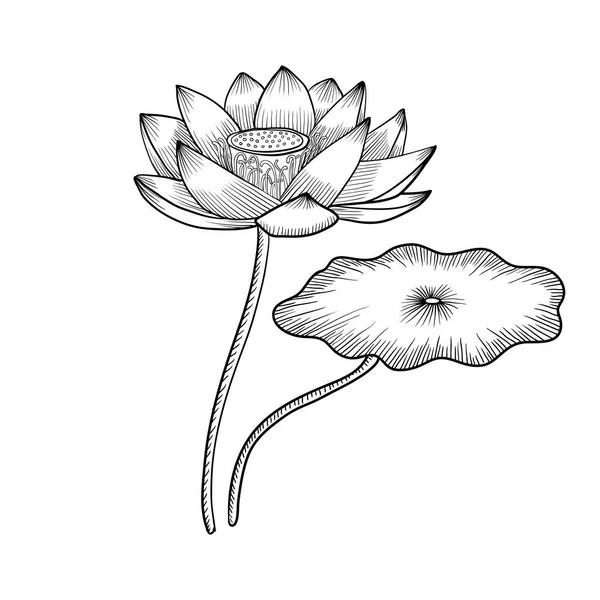 ベクトルドローイング蓮の花 — ストックベクタ