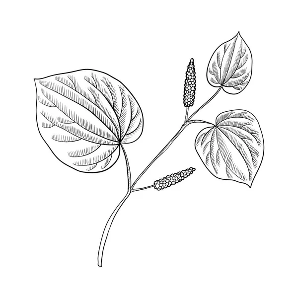 Vector dibujo planta de kava — Vector de stock