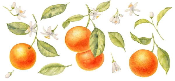 Akvarelové kreslení větví oranžového stromu — Stock fotografie