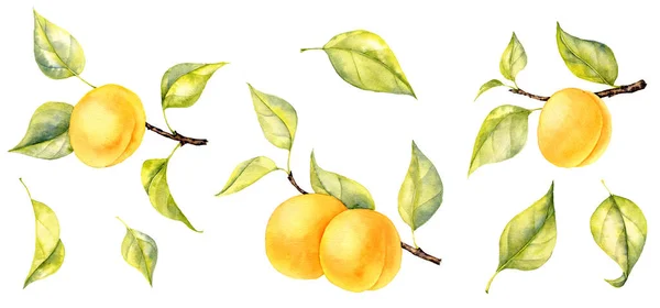 Akvarell ritning grenar av aprikos — Stockfoto