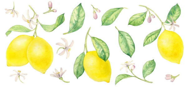 水彩画レモンの枝を描く — ストック写真