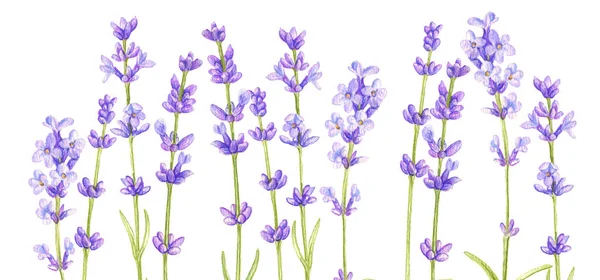 Lavendel blommor, teckning av färgade pennor — Stockfoto