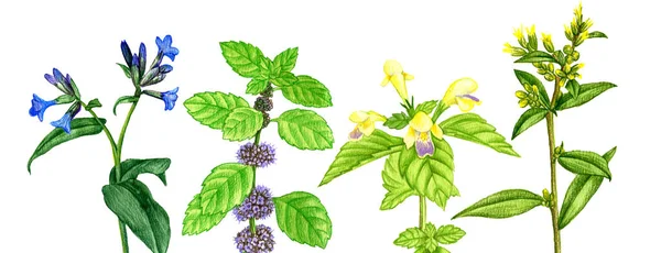 Wild plants and flowers, drawing by color pencils — Stock Photo, Image