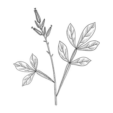 Amargo çizen vektör, acı odun