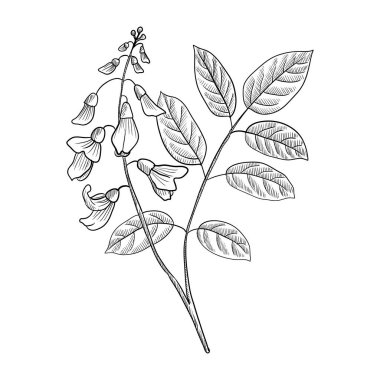 vektör Jamaika Dogwood çiziyor