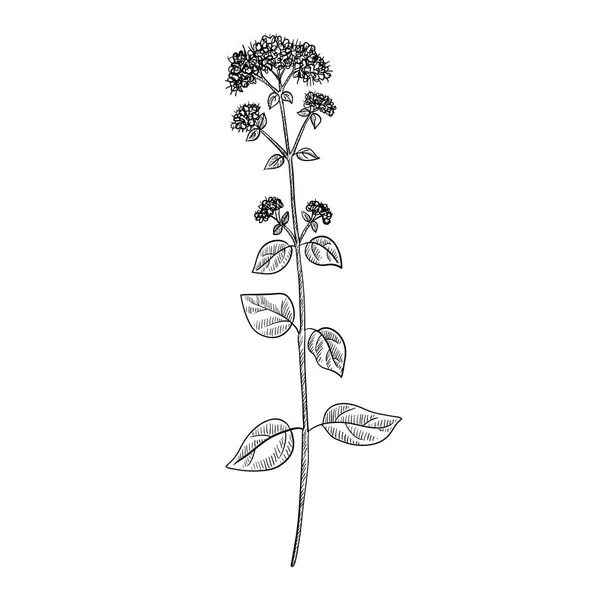 Vektorové kreslení oregáno rostlina — Stockový vektor