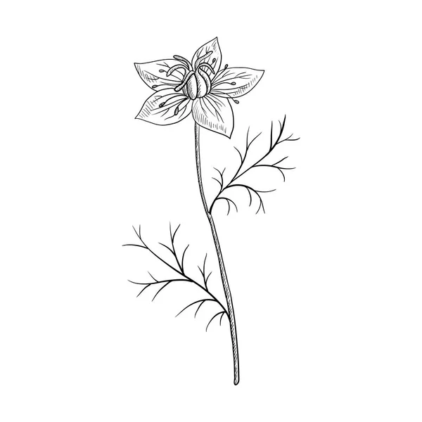 Vectortekening nigella — Stockvector