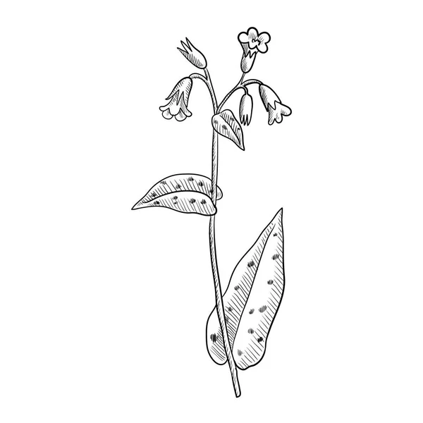 Vector dibujo lungwort — Vector de stock