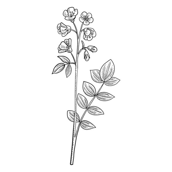 vector drawing Abscess root