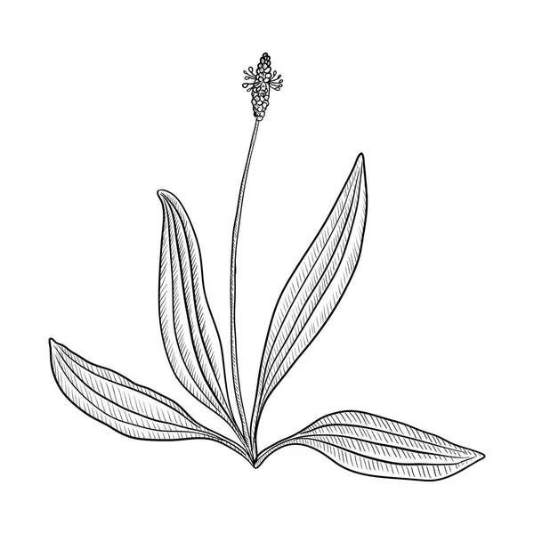 Vector drawing plantain — Stock Vector
