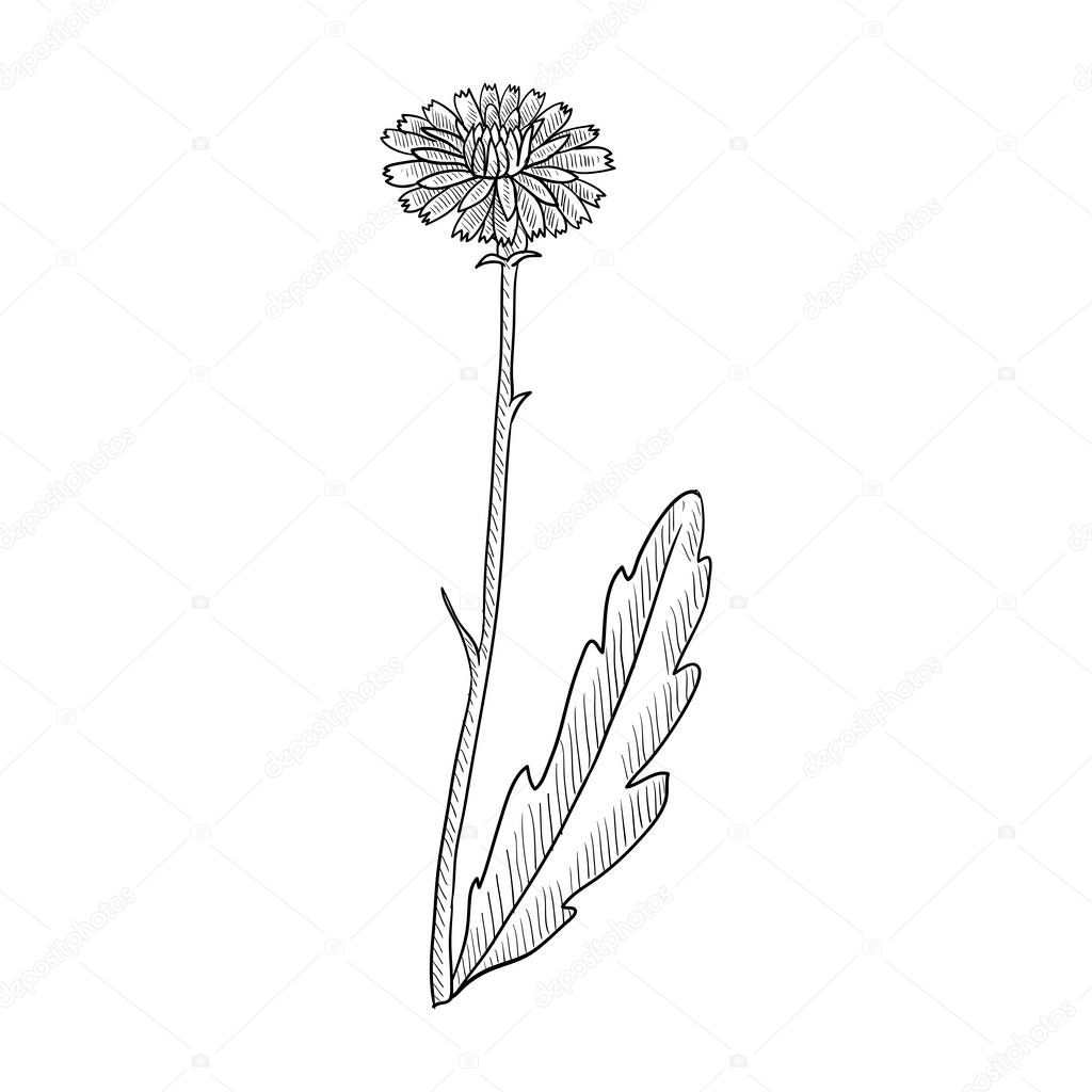 vector drawing false sowthistle