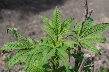 Taze yeşil kenevir yaprakları.