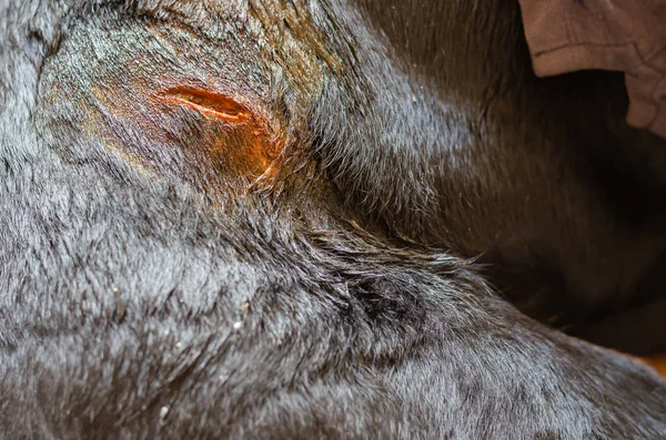 Hluboká rána na těle Rottweilera. — Stock fotografie