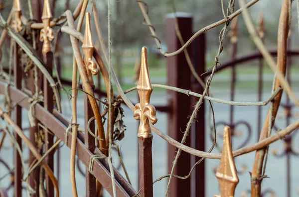 Szőlőlombos kovácsolt kerítés szilánkja levél nélkül. — Stock Fotó