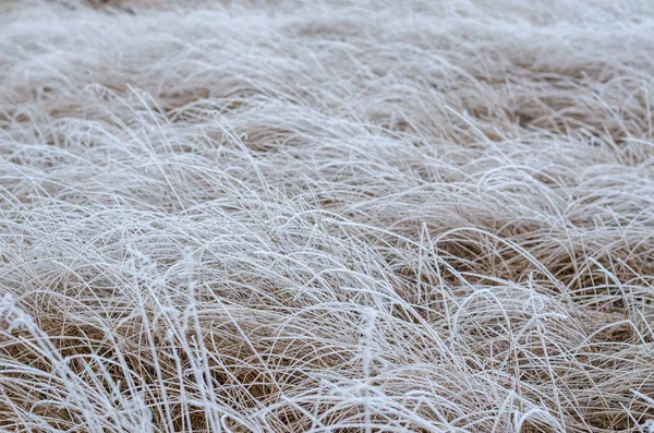 Dry thin stalks of grass covered with hoarfrost. — Stock Photo, Image