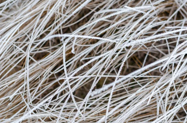 Close-up of dry grass covered with hoarfrost. — Stock Photo, Image