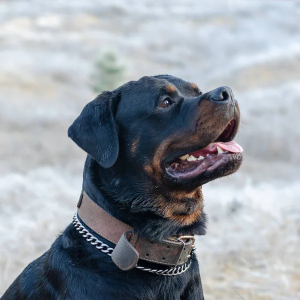 Rottweiler Mâle Bien Proportionné Extérieur Chien Assistance Est Assis Lève — Photo