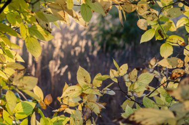 Aspen leaves on the branches in the autumn forest. Branches of a tree in the form of a frame with free space in the center. Selective focus. Shooting outdoors.