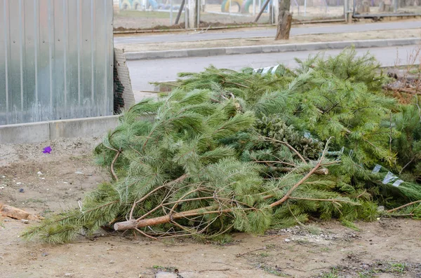 Árboles de Navidad en un vertedero — Foto de Stock
