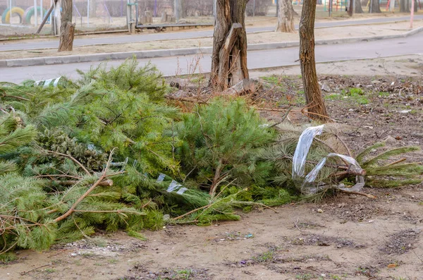 A group of dry New Year trees on the ground. — ストック写真