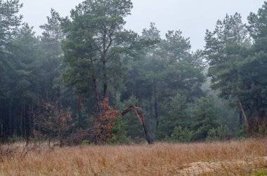 Sabah ormanında sis. Ön plandaki bir kasırga tarafından yıkılan bir ağaç. Sabah yürüyüşü sırasında doğanın doğal güzelliğinin tadını çıkar. Seçici odaklanma. İnsanlar olmadan.
