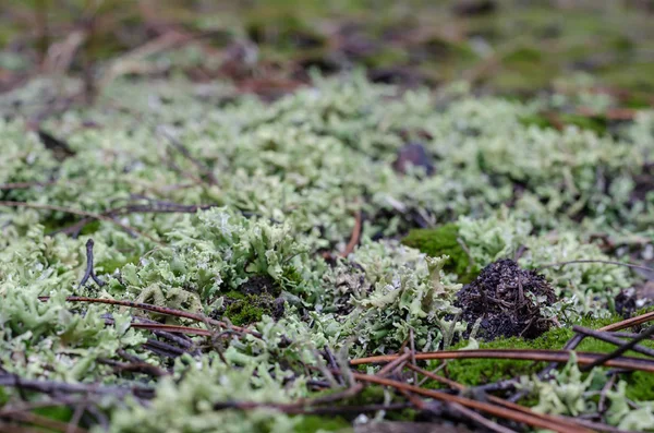 Evernia plum, or oak moss (Evernia prunastri). A closeup of a gray forest lichen. Wild moss for landscape design. Selective focus. Side view.