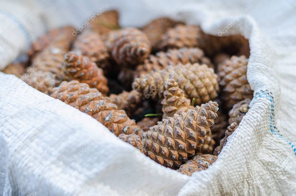 Seed pine cone.