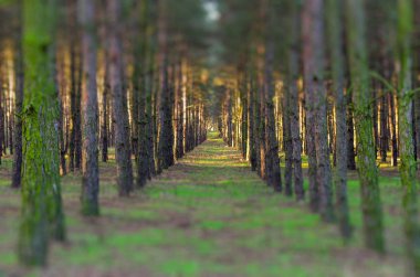Ormanda yetişkin çam ağaçları.. 