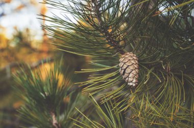 Ormanın bir dalında tek bir kahverengi kozalak.. 