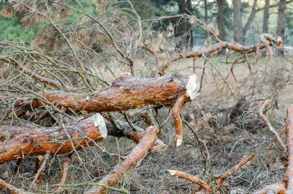 The remains of the trunk of sawn pine lie in the forest. — Stock Photo, Image