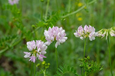 Pink Clover Flowers or Crown Vetch (Coronilla)