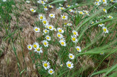 Flowers of a pharmaceutical chamomile or chamomile officinalis (Matricaria chamomilla)