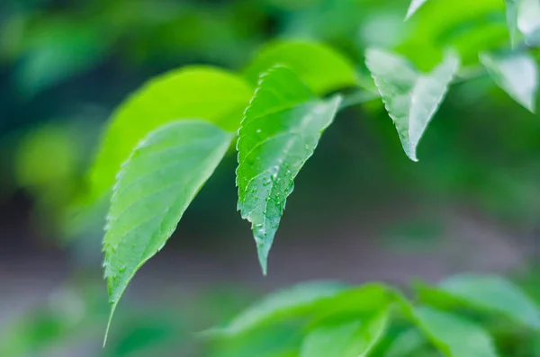 Капли дождя на зеленых листьях золы (Fraxinus ) — стоковое фото