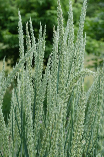 Green spikelets of wild sedge. — Stok fotoğraf