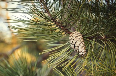 Tamamen Büyüyen Çam Kozalağı Kapalı Bir Şubede