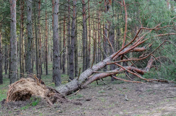 Fallen Pine Tree Forest Adult Tree Lies Ground Hurricane View — Stock Photo, Image