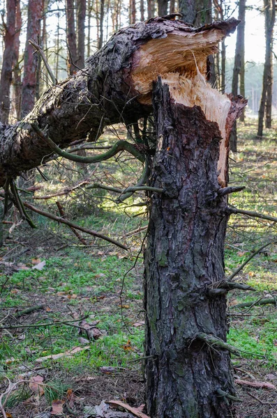 Broken Tree Trunk Forest Pine Trunk Hurricane Calculation Analysis Damage — Stock Photo, Image