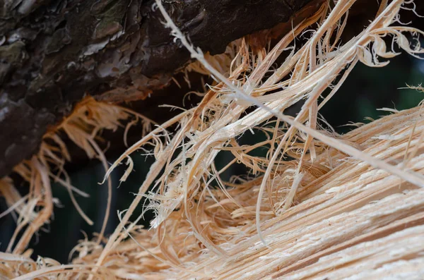 Tiro Detalhado Furacão Partiu Uma Árvore Poder Natureza Foco Seletivo — Fotografia de Stock