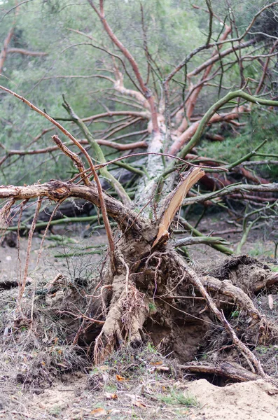 Die Wurzeln Eines Vom Orkan Gefällten Baumes Seitenansicht Von Abgerissenen — Stockfoto