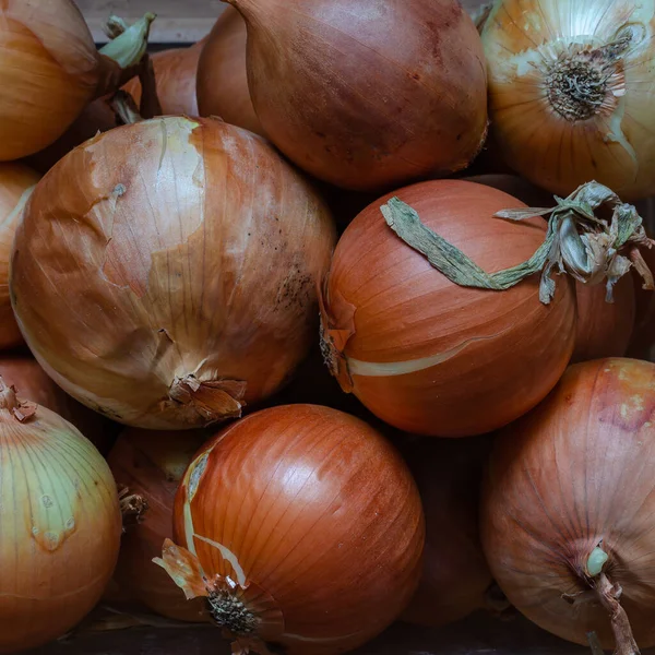 Cebollas Con Cáscara Grupo Bulbos Crudos Fondo Cebollas Primer Plano — Foto de Stock