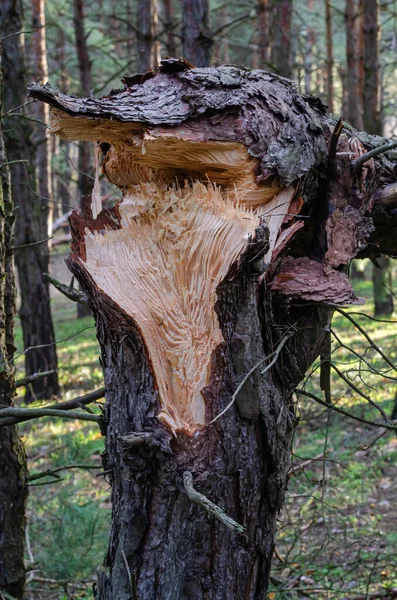 Pine Trunk Hurricane Effects Seasonal Storm Selective Focus People — Stock Photo, Image