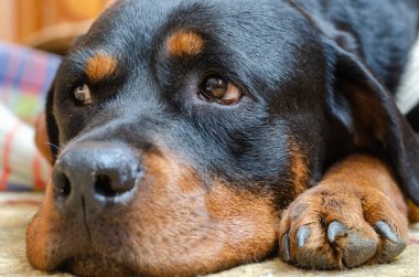 Genç bir dişi Rottweiler halının üzerinde yatıyor. Üzgün gözlü bir evcil hayvan portresi. Sahibini özlüyor. Hayvanlara sevgiler. Seçici odak.