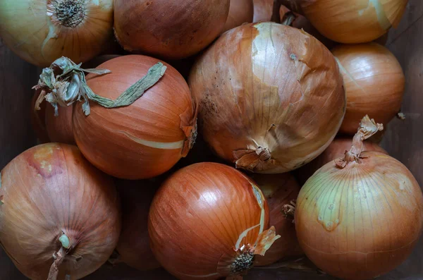 Cebollas Con Cáscara Grupo Bulbos Crudos Enfoque Selectivo Vista Desde — Foto de Stock