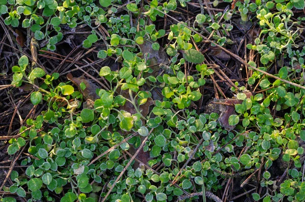 Kis Növény Csírák Homokfagy Nyomaival Nap Reggeli Sugarai Zöld Füvön — Stock Fotó