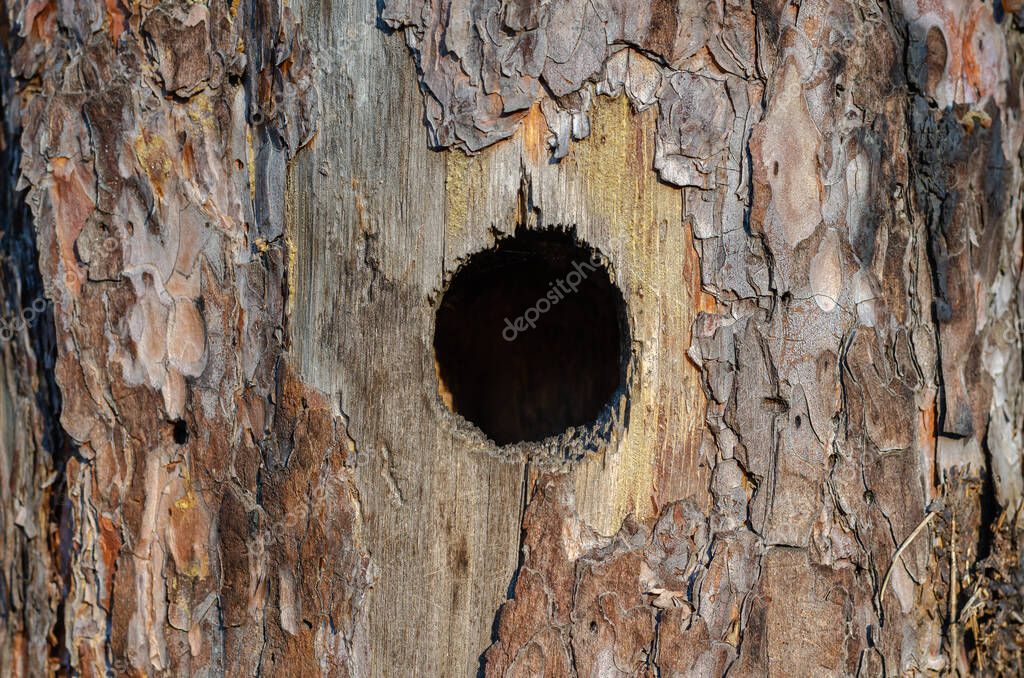Round hollow in the trunk of a pine tree. Detailed view of the dwelling of forest birds. Full frame. Eye level shooting. Selective focus.