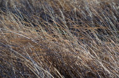 Güneşte kurumuş yabani ot kökleri. Rüzgâr, güneş ışığıyla ince bitki saplarını sallıyor. Yabani otlar tarlası. Doğal arka plan. Yan görüş. Seçici odak.
