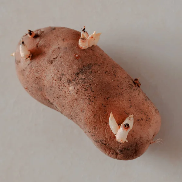 Tubercule Pomme Terre Germé Cru Simple Légume Sale Avec Trois — Photo
