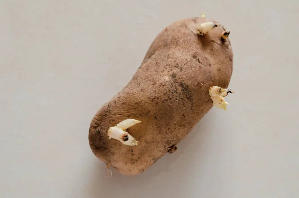 Tubero Patata Singolo Con Germogli Verdure Sporche Uno Sfondo Leggero — Foto Stock