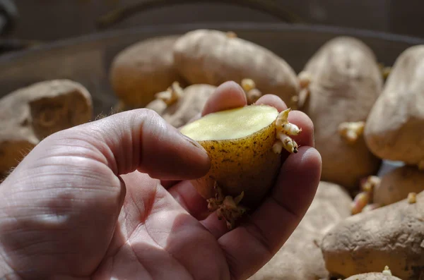 Половина Свежевырезанного Картофеля Пальмами Мужская Рука Держит Половину Семенного Корня — стоковое фото